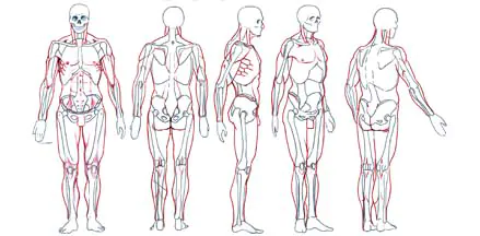 Curso de Desenho de Anatomia Básica