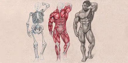 Curso de Desenho de Anatomia Avançada